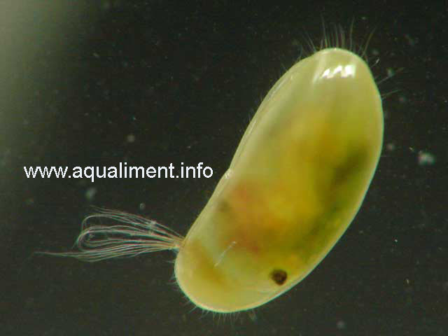 Cherche exterminateur Ostracode-DSC08954