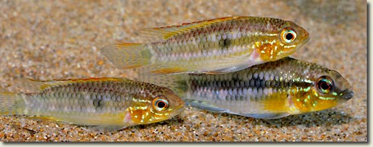 Corydoras, Colombia 15_cano-liberdad_colombia