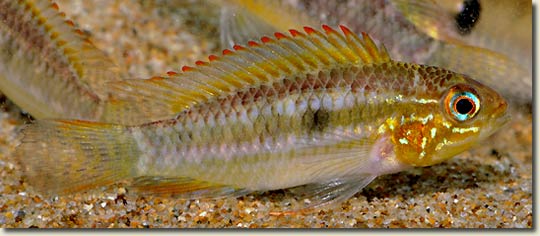 Corydoras, Colombia 16_cano-liberdad_colombia