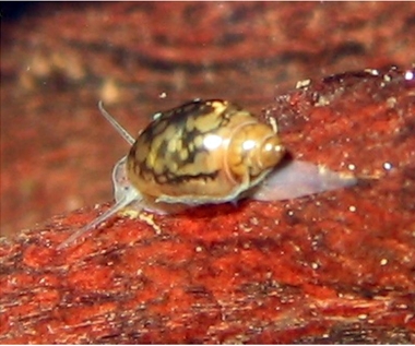 variétés d'escargots en aquariophilie  Physa