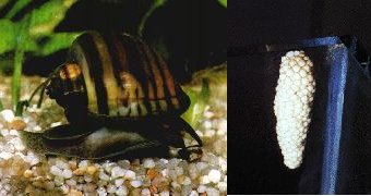 Les escargots en aquarium Ampulaire