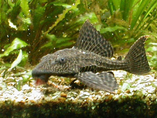 Les poissons interdits en aquariums. Pleco