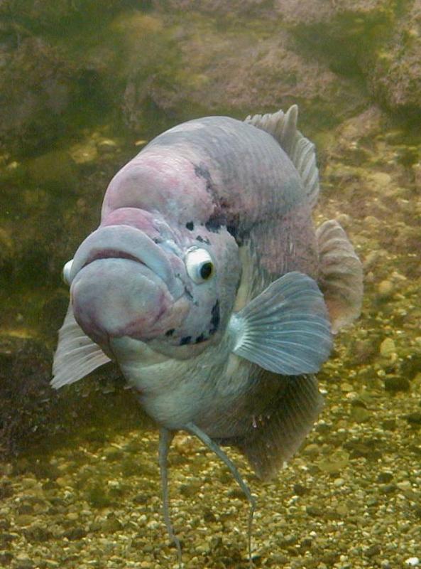 Gourami géant 1202673528