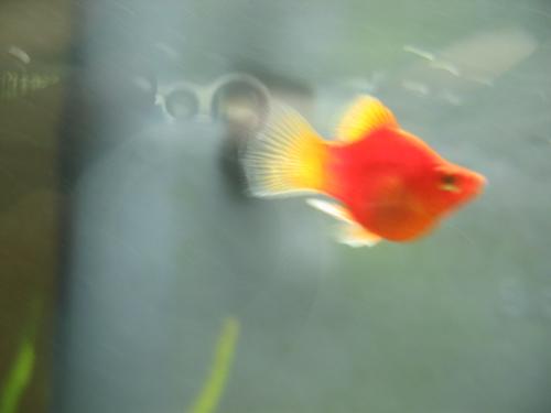 Xiphophorus maculatus ----- Platy 1204230076