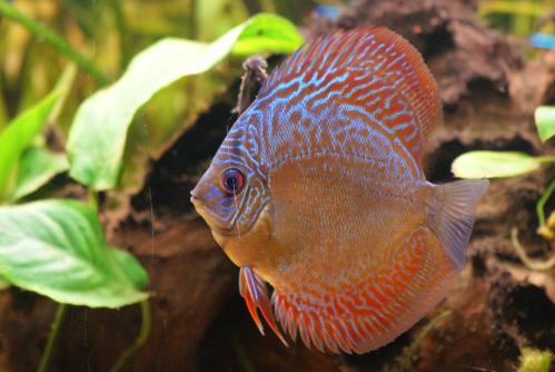 discus - Symphysodon aequifasciatus ----- Discus 1225141698