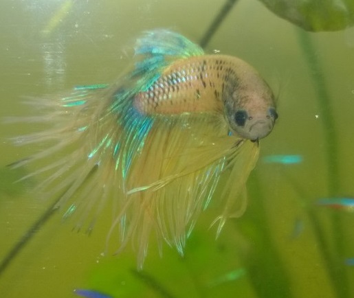 Nouveau petit betta ! Aq2487ph8_2906