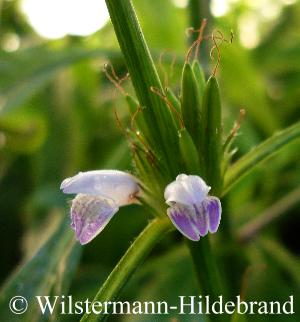 VƯỜN CÂY ĐV II - Page 42 76_Hygrophila_salicifolia_Blueten