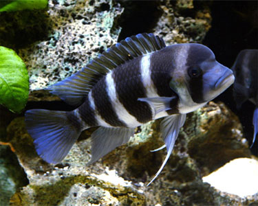 Cichlid sebagai tank mate Aro Frontosa1