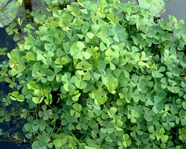 MARSILEA SPP. Marsilea3