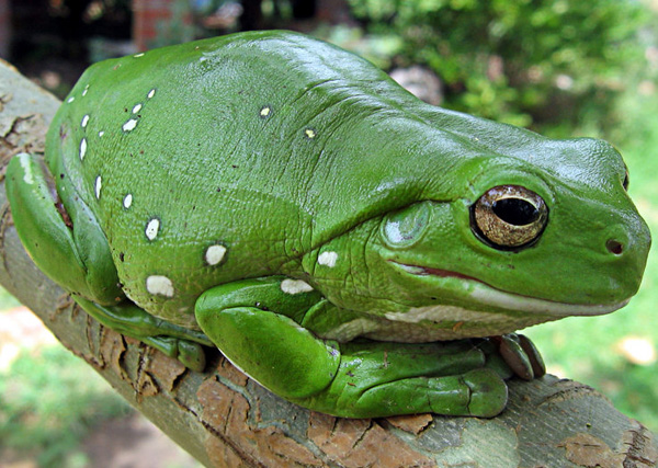 Sąrašas, varlių ir rūpužių su nuotraukom! Treefrog600