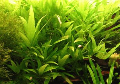 [95] Vend toutes mes plantes Hygrophila%20stricta