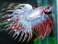 le combattant et guppy Betta%20splendens%20crowntail