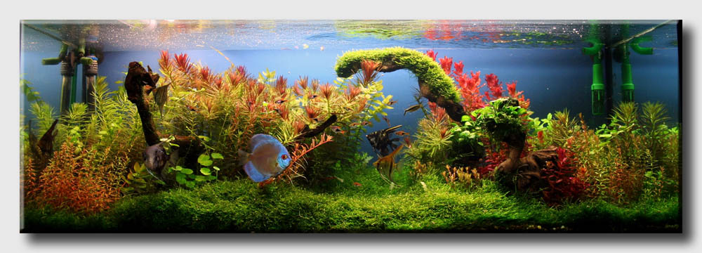 miren estos acuarios  1_Planted_aquarium