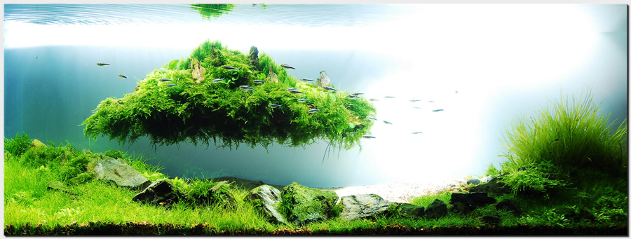 miren estos acuarios  1_plantedtank_islandscape