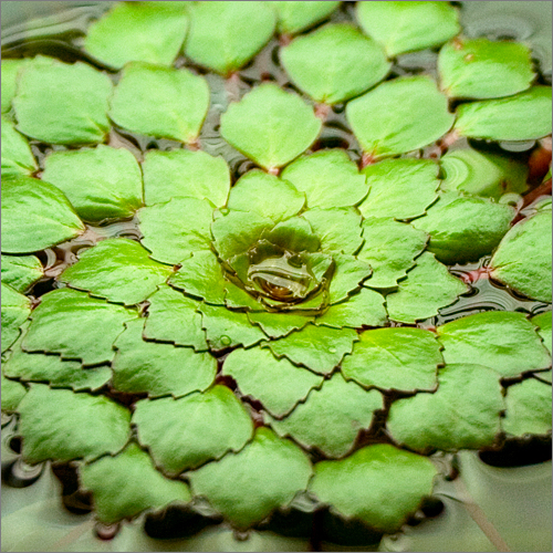 LUDWIGIA SEDOIDES Ludwigia%20sedoides