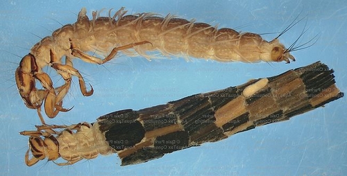 Patron  mouche versus naturel et index , matériel & Technic - Page 2 CaddisLarvae