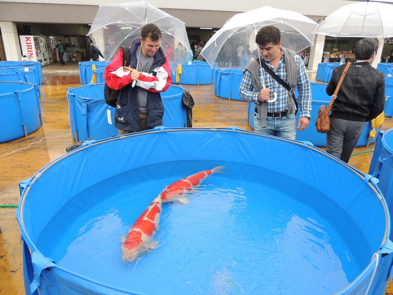 show - Pictures of Nogyosai koi show 2013 in Hiroshima DSCN0119