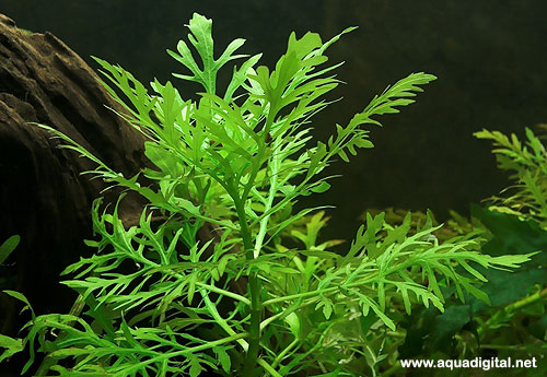 HYGROPHILA DIFFORMIS Hygrophiladifformis_Bjarne