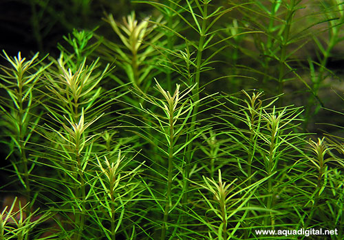 Rotala SP. "NANJENSHAN ' Rotalananjenshan_Bjarne2