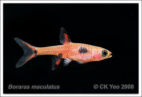 pour changer des rasbora mehra _MG_4951s