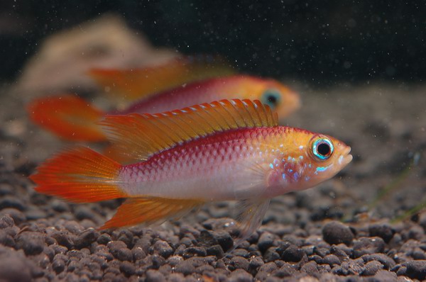 Apistogramma Agassizi  2903129255045