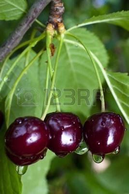  عجائب اللون البنفسجي  9744380-black-cherries-ripening-on-the-tree-with-water-droplets-after-a-rainstorm%281%29