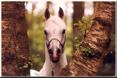 stock vieilles photos & autres Silver_Satyr