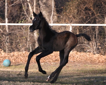 Desert Rose, An Arabian Filly 09madina