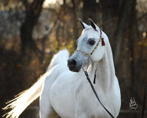 The Arabian Mares and Fillies Alexsis1