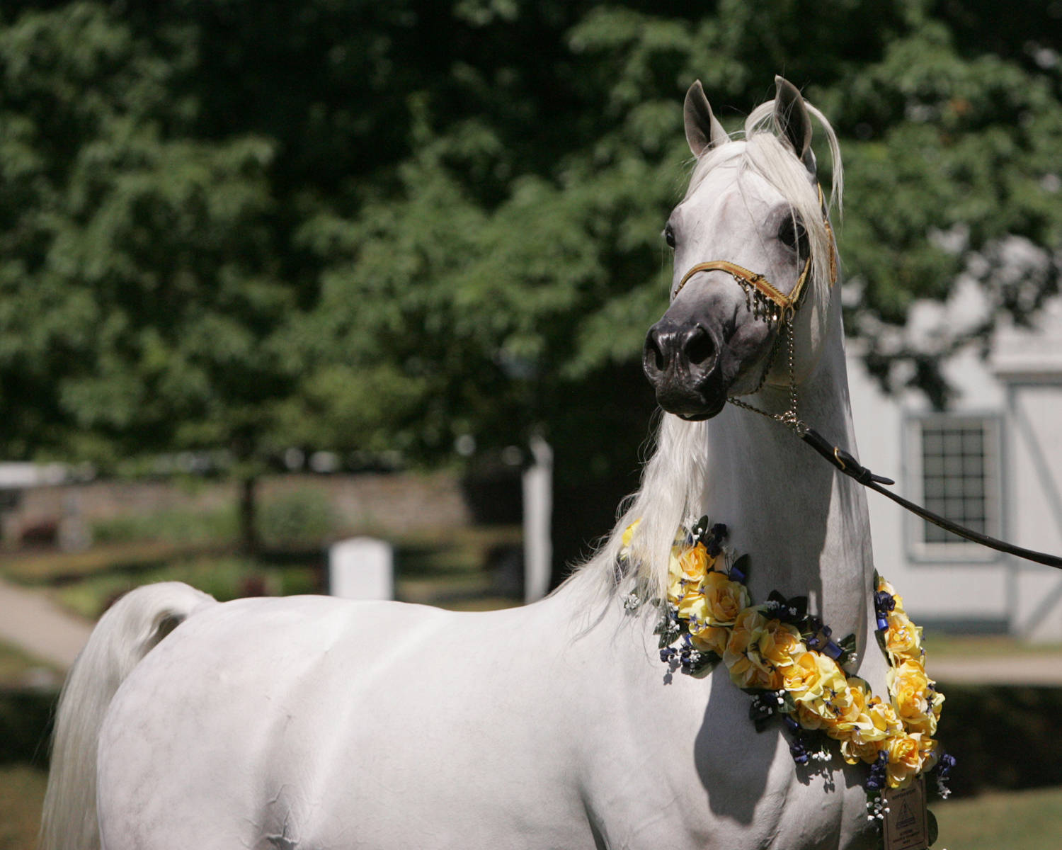 The Stallions Arrive..... Mishaal