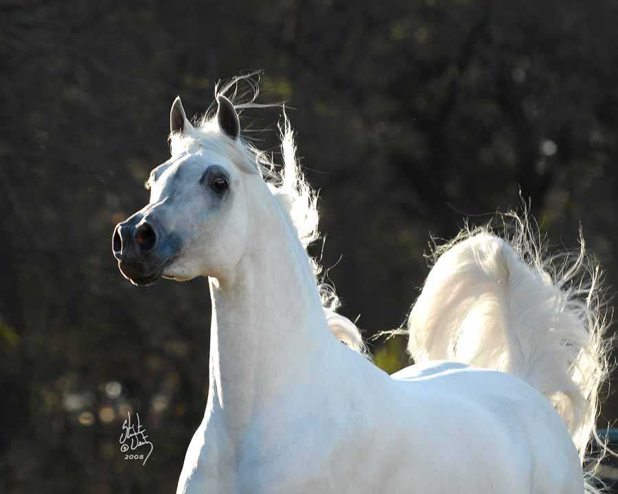 EGYPTIAN ARABIAN STALLIONS UP FOR STUD Mishaal2