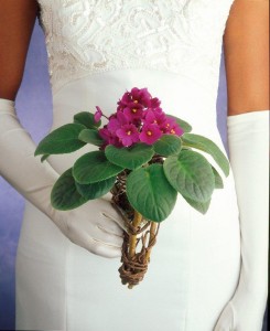 البنفسج الأفريقي لحفل زفاف في فصل الشتاء African-violet-bridal-rt-245x300