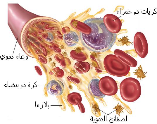 تكوين الدم Haematopiesis  Blood