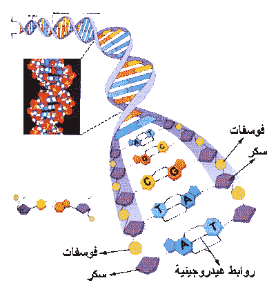 صور للحمض النووي Dna2