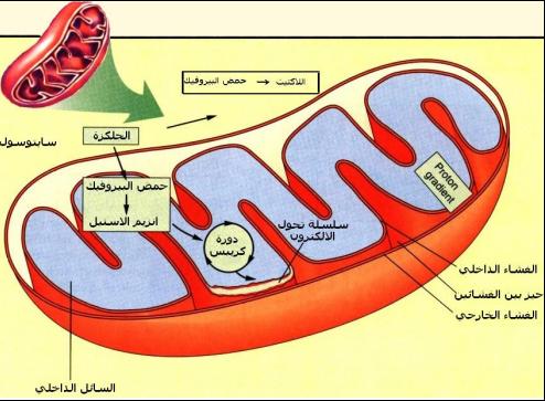 خلية الإنسان * موضوع علمي رائع لأصحاب الإختصاص   Mitocendria