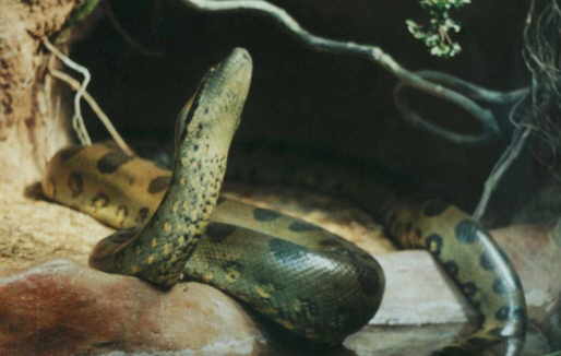 ثعابين ضخمة Anaconda%28Yellow%29