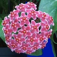    Hoya_carnosa_rubra1