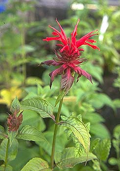 مـونـاردة Monarda Didyma Indianernes33