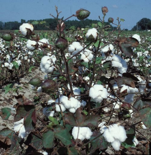 النشاط الزراعى وموارده فى العالم ترم ثانى Open_cotton_plant