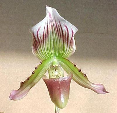 اهم نباتات الزينة ونباتات الظل وازهار القطف Paphiopedilum_callosum_02