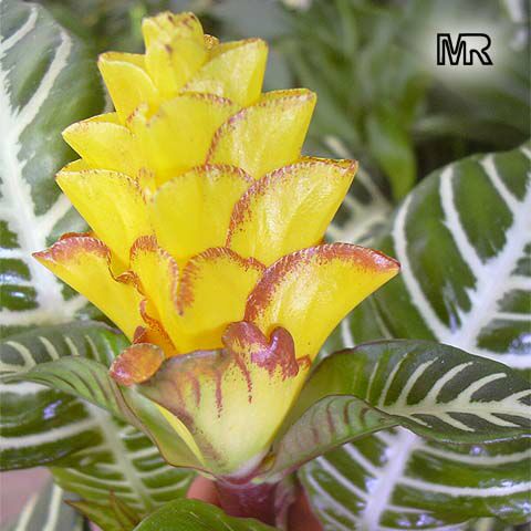    Aphelandra_squarrosa022