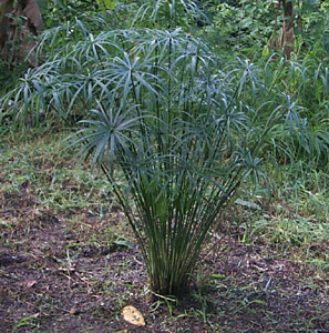    Cyperus_alternifolius