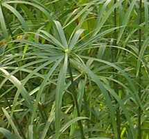 اهم نباتات الزينة ونباتات الظل وازهار القطف Cyperus_alternifolius2