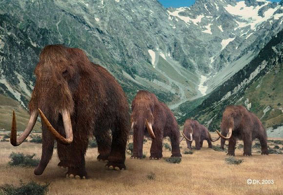 حيوان الايقر اضخم حيوان على وجه الارض  Mammoth2