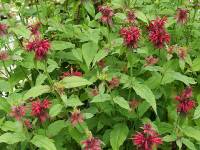 مـونـاردة Monarda Didyma Monardat22