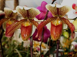 اهم نباتات الزينة ونباتات الظل وازهار القطف Paphiopedilum