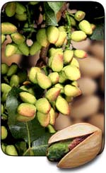 فائدة المكسرات Pistachio