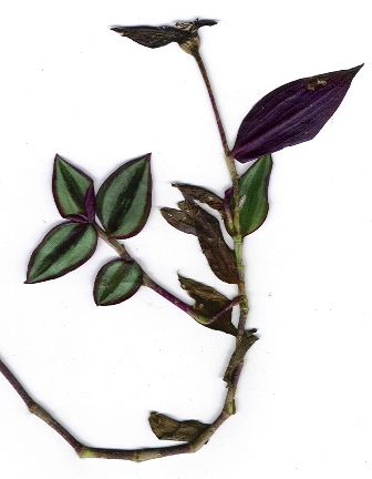    Starr_011023_9001_tradescantia_zebrina