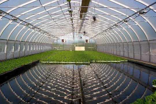 الزراعة المائية Aquaponics