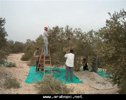 الزيتون x جنية x عصرة ..‏ 1cf5084c36